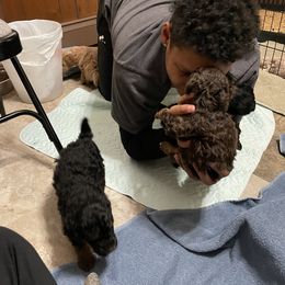 Poodle Puppies from Grandy’s Pretty Poodles