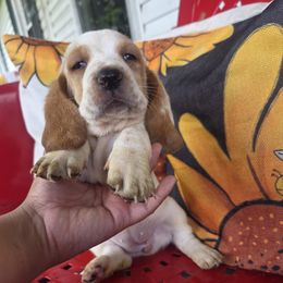 Pup - Mahogany and white female Basset Hound puppy in Dutton, Alabama from Synbella's Charming Basset's