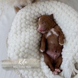 Kiln - Red  male Goldendoodle puppy in Roanoke Rapids, North Carolina from Sweeter than Honey Doodles