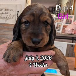 Girl 4 - Red female Dachshund puppy in Bluff City, Tennessee from Sidanelv Dachshunds
