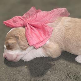 Marcie - Apricot female Aussiedoodle puppy in Cumberland, Rhode Island from W Doodle Crew