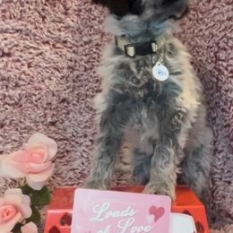 Portuguese Water Dog Puppies from Stacy's PWD Portuguese Water Dogs