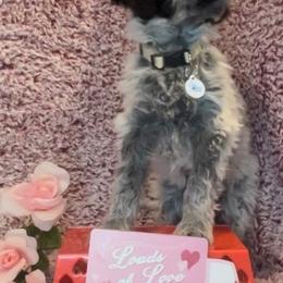 Portuguese Water Dog Puppies from Stacy's PWD Portuguese Water Dogs