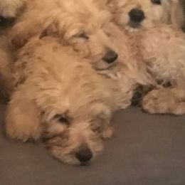 Double Doodles from Down Home Doodles