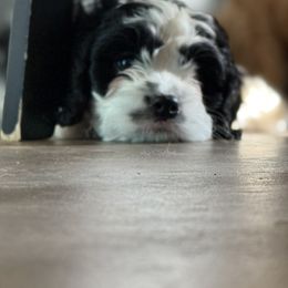 Bernedoodle Puppies from 4P’s Doodles