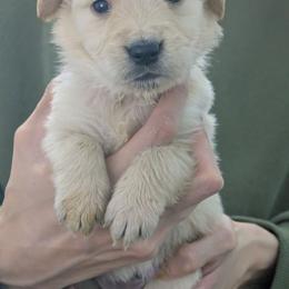 Puppy 5 - Golden male Golden Retriever puppy in San Tan Valley, Arizona from Top Gun Golden Retrievers