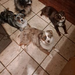 Toy Australian Shepherd Puppies from Honeybee Haven's Toy Aussies