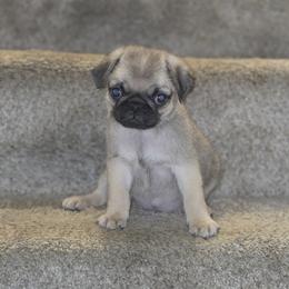 Waffle - Fawn male Pug puppy in Cincinnati, Ohio from Pugs513