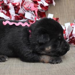 Pink Girl - Black and tan female German Shepherd puppy in Grants Pass, Oregon from Granville German Shepherds