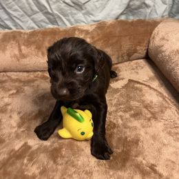Boone - Chocolate male Boykin Spaniel puppy in Van Buren, Arkansas from Arklahoma Boykins
