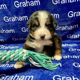Tan Collar - Black rust and white female Bernese Mountain Dog puppy in Comer, Georgia from Water Oak Farm