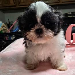 Girl 1 - Black and white female Shih Tzu puppy in Belleville, Michigan from Patricia's Heavenly Earth Angels
