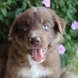 Dobby - Red tri-color male Australian Shepherd puppy in Hillsboro, Ohio from Sugar Grove Farms