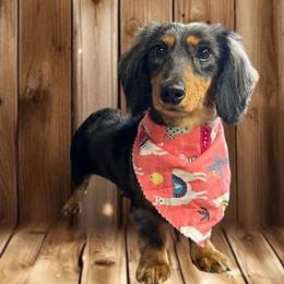 Rosie - Dachshund