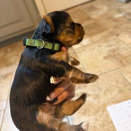 Louis - Black and tan male Yorkshire Terrier puppy in Highland, Arkansas from Gilmore Yorkies