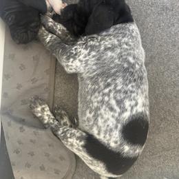 German Shorthaired Pointer Puppies from Red Hills GSPs