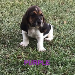 Purple - Black brown and white male Basset Hound puppy in Valley, Alabama from Beverly's Bassets