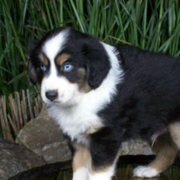 Romeo - Black tri male Miniature American Shepherd puppy in Atwood, Illinois from Buck-Run Puppies