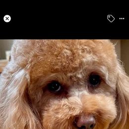 Bernedoodle, Goldendoodle, and Poodle Puppies from Poodle and Doodle Haven