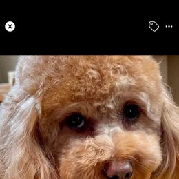 Bernedoodle, Goldendoodle, and Poodle Puppies from Poodle and Doodle Haven