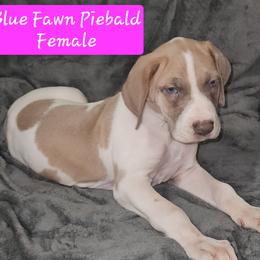 Blue Fawn Piebald HM - Blue female Great Dane puppy in Biscoe, North Carolina from Clouser's Bodacious Danes & Miniature Schnauzers