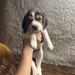 Mars - Black tan and white male Beagle puppy in St. Cloud, Minnesota from Beagle Blessings