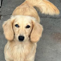 Dachshund puppies from Cross Bar