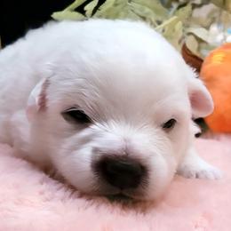 Japanese Spitz puppies from Colorado Japanese Spitz