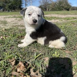 Australian Cattle Dog, Australian Shepherd, Companion Cross, and Miniature Australian Shepherd Puppies from MK Aussies