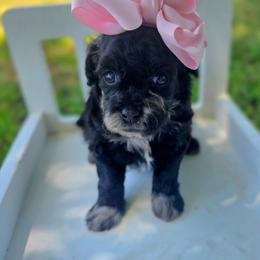 Taycan - female Cavapoochon puppy in Bullard, Texas from Cavapoochon Central LLC