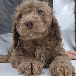 Cocoa - Brown Merle Boy - Merle male Cockapoo puppy in Ocean Township, New Jersey from Teddy Bear Cockapoos