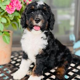 Abigail - Tri-color female Bernedoodle puppy in Bowling Green, Ohio from FDF Pyredoodles & Bernedoodles