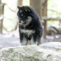 Pomsky Puppies from New World Pomskies