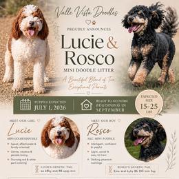 Goldendoodle puppies from Vallevistadoodles