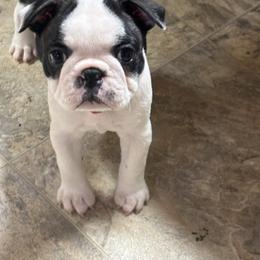 Neely - Black and white female Boston Terrier puppy in Alabama from Southern Bulldogs