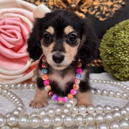 Girl 3 - Black and cream female Dachshund puppy in Collins, Georgia from Liberty Longhair Dachshunds