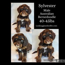 Sylvester - Tri-color male Bernedoodle puppy in Roseburg, Oregon from Lookingglass Doodles