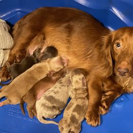 Dachshund Puppies from JK Kennel