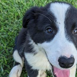 Border Collie Puppies from Water Dog Border Collies