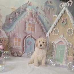 Brown boy - Cream male Labradoodle puppy in El Paso, Texas from My Cuddly Doodles