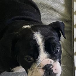 Bulldog Puppies from Sanford and Son Bulldogs