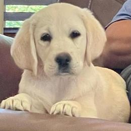 Girl 3 - Labrador Retriever puppy from Texas Bluebonnet Labs