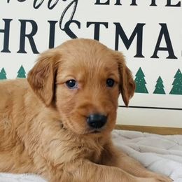 Golden Retrievers from Midwest Retrievers