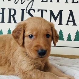 Golden Retrievers from Midwest Retrievers