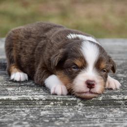 Charmer - Red tri male Miniature Australian Shepherd puppy in Evant, Texas from Lazy VT Bar Ranch