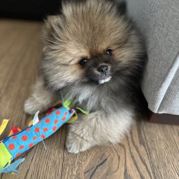 Pomeranian Puppies from Glitzypoms