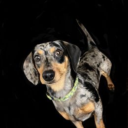 Pepper Louis - Dachshund