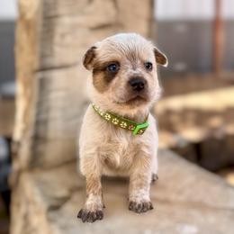 Mr. Graham (AKC) - Red mottled male Australian Cattle Dog puppy in Sahuarita, Arizona from A2 Australian Cattle Dogs