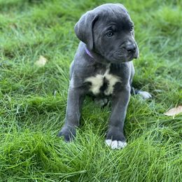 Cane Corso Puppies from Knights of Valor Cane Corso Kennel