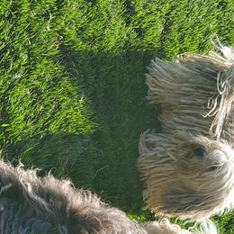 Ellie - Havanese